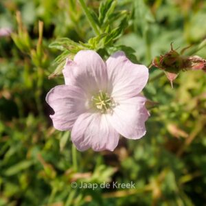Geranium oxonianum 'Rebecca Moss'