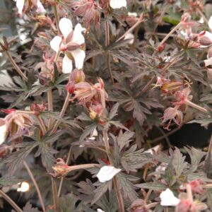 Geranium pratense 'Midnightlyona' (MIDNIGHT GHOST)