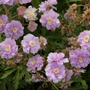 Geranium pratense 'Summer Skies'