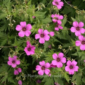 Geranium psilostemon