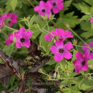 Geranium psilostemon 'Red Admiral'