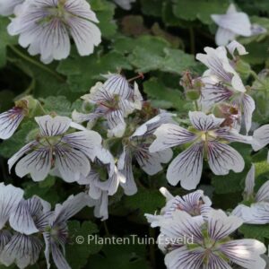 Geranium renardii