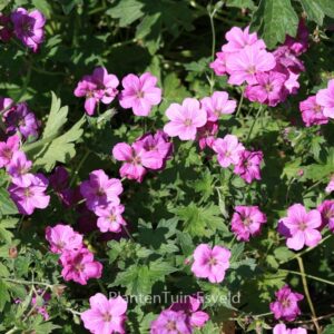 Geranium riversleaianum 'Russell Prichard'