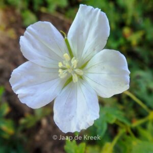 Geranium sanguineum 'Album'