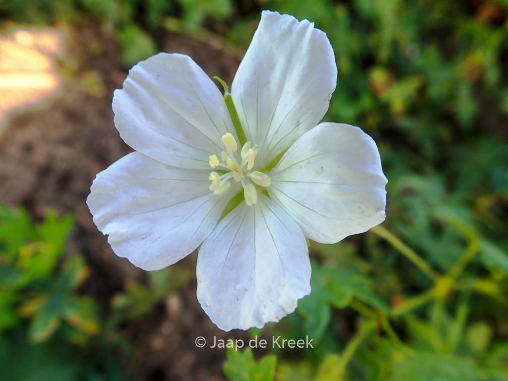 Geranium sanguineum 'Album'