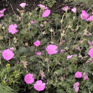 Geranium sanguineum 'Bloger' (ALAN BLOOM)