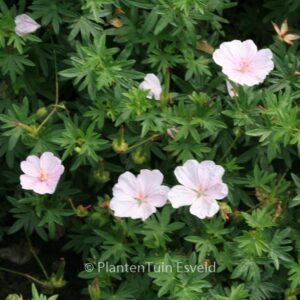 Geranium sanguineum 'Compactum'