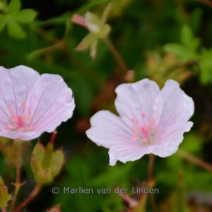 Geranium sanguineum 'Pink Summer'