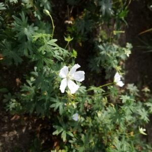 Geranium sanguineum 'Snowflake'