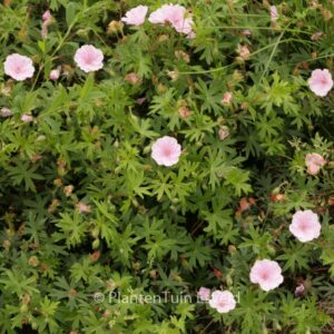 Geranium sanguineum var. striatum