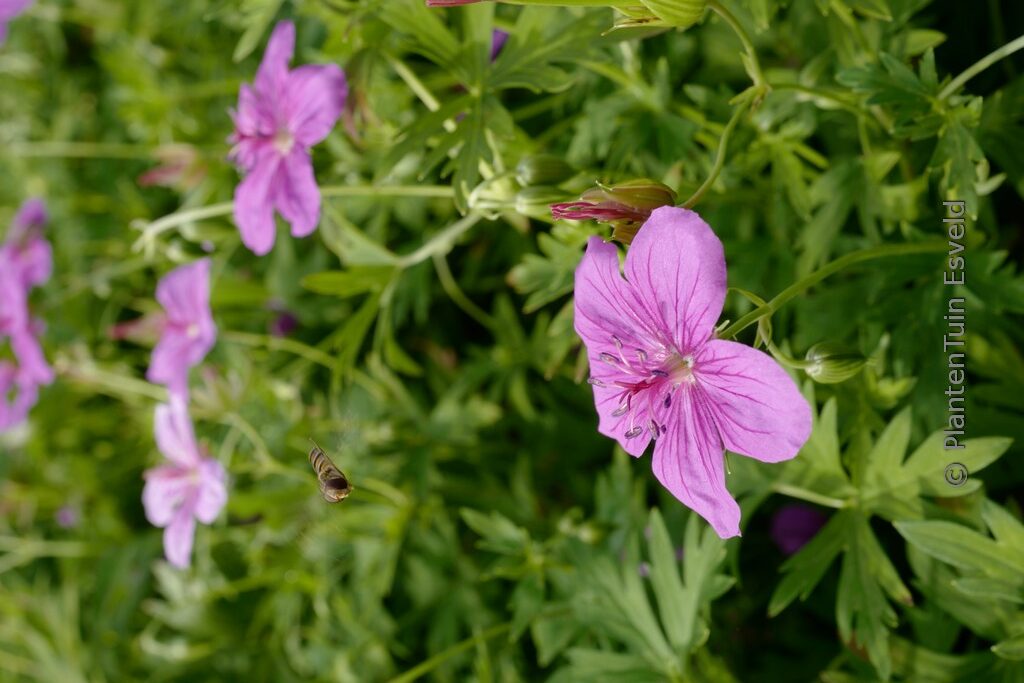 Geranium soboliferum 'Butterfly Kisses'