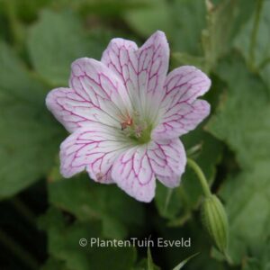 Geranium versicolor