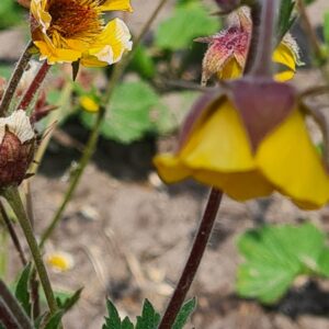 Geum 'Mornings Hybrid'