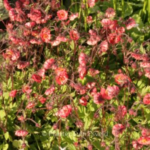 Geum rivale 'Flames of Passion'