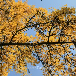 Ginkgo biloba