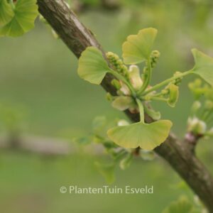 Ginkgo biloba 'Autumn Gold'