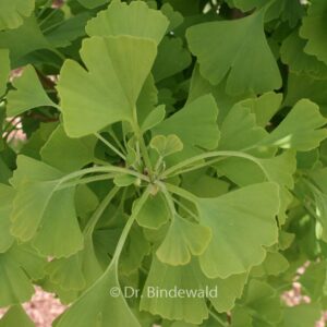 Ginkgo biloba 'Blagon' (GOLDSPIRE)