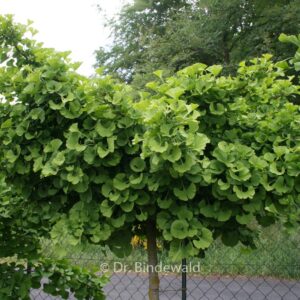 Ginkgo biloba 'Mariken'