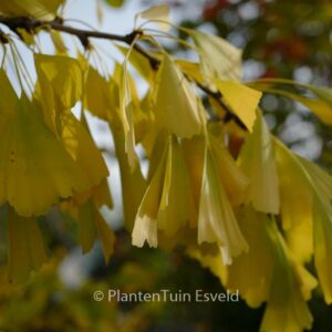 Ginkgo biloba 'Saratoga'