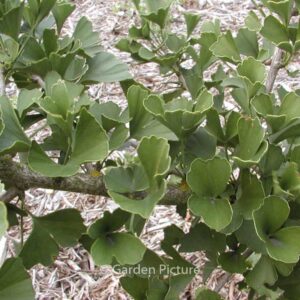 Ginkgo biloba 'Tubifolia'