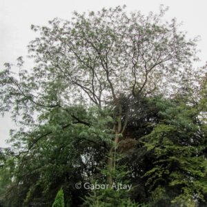 Gleditsia triacanthos 'Skyline'