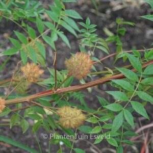 Glycyrrhiza uralensis