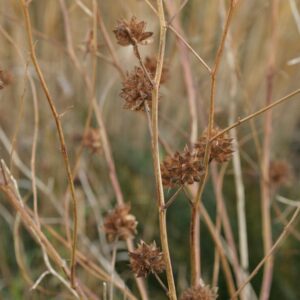 Glycyrrhiza yunnanensis