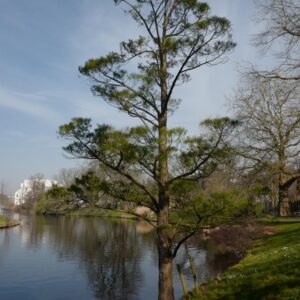 Glyptostrobus pensilis