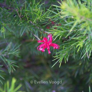 Grevillea 'Canberra Gem'