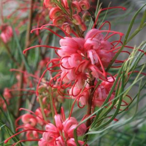 Grevillea johnsonii