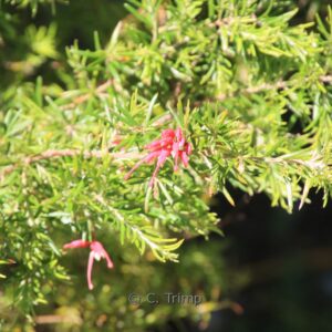 Grevillea juniperina