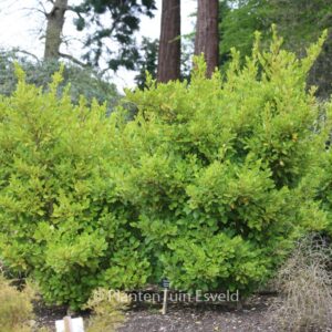 Griselinia littoralis