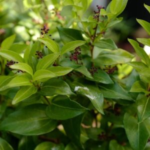 Griselinia ruscifolia