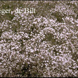 Gypsophila paniculata 'Schneeflocke'