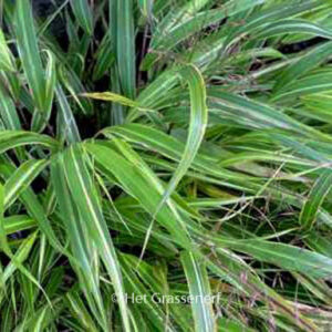 Hakonechloa macra 'Albostriata'