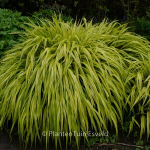 Hakonechloa macra 'Aureola'