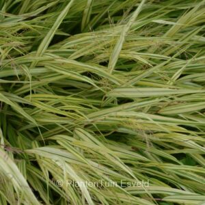 Hakonechloa macra 'Naomi'