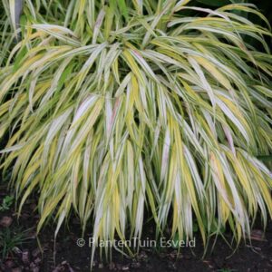 Hakonechloa macra 'Stripe It Rich'