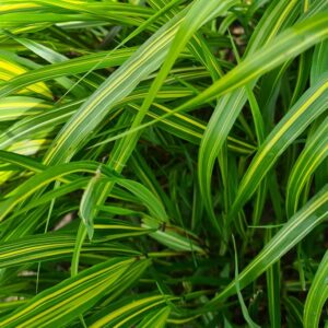 Hakonechloa macra 'Sunny Delight'