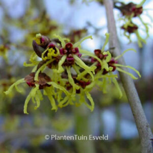 Hamamelis japonica 'Pendula'