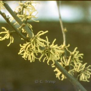 Hamamelis japonica 'Zuccariniana'