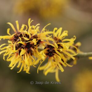 Hamamelis mollis
