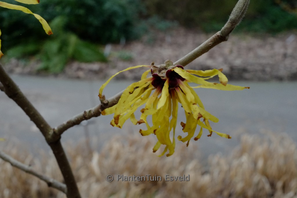 Hamamelis mollis 'Angel'