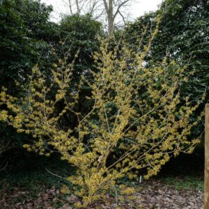 Hamamelis mollis 'Imperialis'