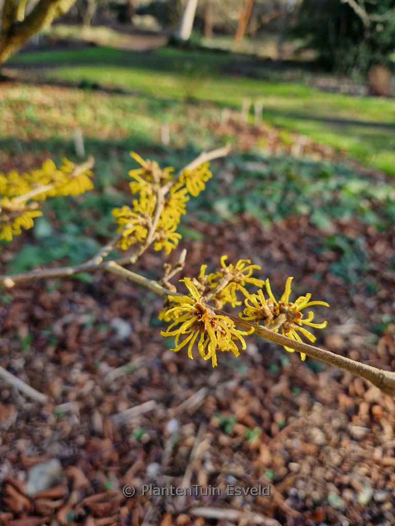 Hamamelis mollis 'Iwado'
