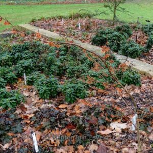 Hamamelis vernalis 'KLMLL' (Woodland Joy)