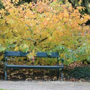Hamamelis vernalis 'Sandra'