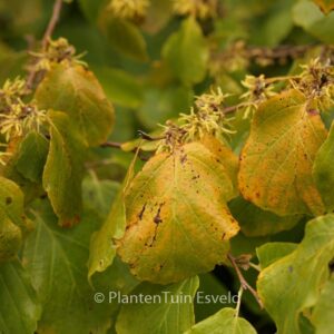 Hamamelis virginiana
