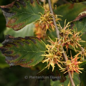 Hamamelis virginiana 'Mohonk Red'