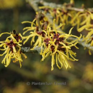 Hamamelis x intermedia 'Amanon'